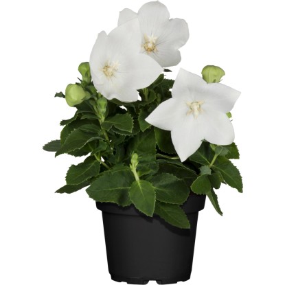 OBI Boubelka velkokvětá průměr květináče cca 12 cm Platycodon