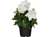 OBI Boubelka velkokvětá průměr květináče cca 12 cm Platycodon