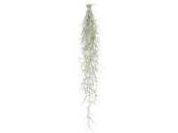 Španělský mech délka cca 50 cm Tillandsia usneoides Španělský mech délka cca 50 cm Tillandsia usneoides
