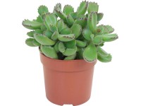 Cotyledon Cotyledon