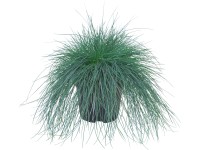 OBI Kostřava stříbrná 