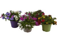 Q-Flower Venkovní rostliny různé druhy pr. 17 cm