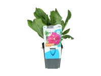 OBI Prvosenka, růžová, průměr květináče cca 9 cm, Primula rosea OBI Prvosenka, růžová, průměr květináče cca 9 cm, Primula rosea