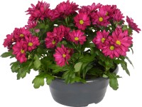 OBI Chryzantémy v misce fialové průměr květináče cca 23 cm Chrysanthemum OBI Chryzantémy v misce fialové průměr květináče cca 23 cm Chrysanthemum
