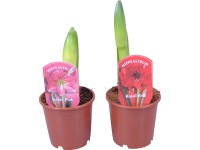 Hvězdník Hvězdník