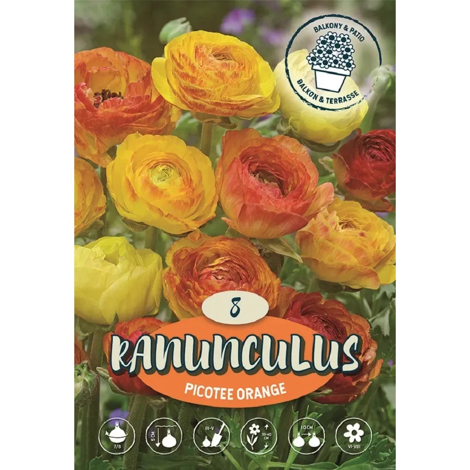 Pryskyřníky Orange oranžové