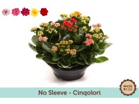 Royal Lemkes Kalopejka vděčná (Kalanchoe blossfeldiana) pr. cca 23 cm