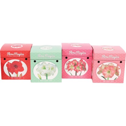 Flora Magica Amarylis (Hippeastrum Flora Magica)