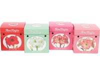 Flora Magica Amarylis (Hippeastrum Flora Magica)