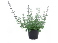 Royal Lemkes Šanta zkřížená (Nepeta x faassenii), pr. 17 cm