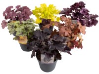 Grow by OBI Dlužicha 