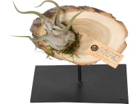Aranžmá s tillandsií s kotoučem z kmenu stromu průměr cca 14 cm