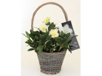 Q-Flower Čemeřice černá (Helleborus niger) výška cca 45 cm