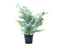 OBI Blahovičník Gunnův (Eukalyptus gunnii) OBI Blahovičník Gunnův (Eukalyptus gunnii)