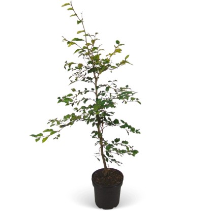 Landgard Buk lesní (Fagus sylvatica) výška 80-100 cm, 2 l, 50 ks