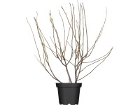 Magnólie (Magnolia), výška 100 - 120 cm, květináč cca 10 l