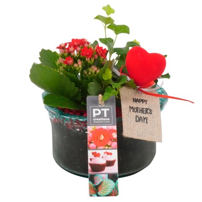 Kolopejka vděčná (Kalanchoe blossfeldiana) ve skl. květináči, pr. kv. cca 14 cm