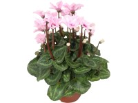 Brambořík perský (Cyclamen persicum) Brambořík perský (Cyclamen persicum)