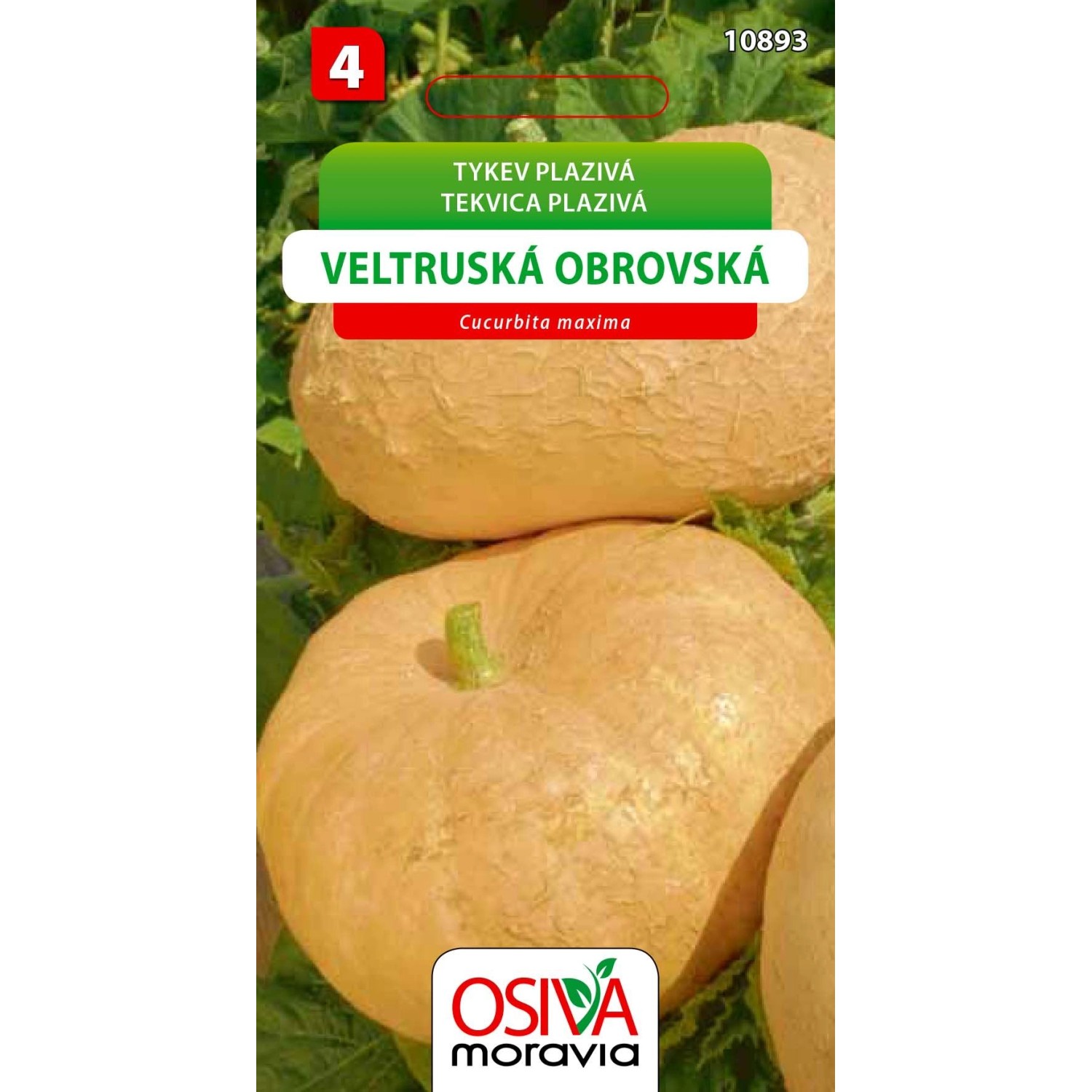 Tykev Plazivá - Veltruská Obrovská (Cucurbita maxima)