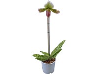 Střevíčník s 1 výhonem 