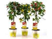 Mračňák (Abutilon) různé barvy výška 65 cm, pr. 19 cm