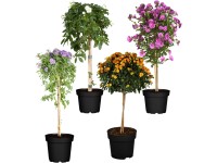 Landgard Různé druhy balkónových a záhonových rostlin na kmínku pr. 19 cm