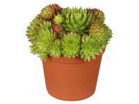 OBI Netřesk růžový pr. květináče cca 9 cm x 9 cm