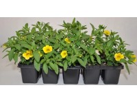 Minipetúnie Million Bells (Calibrachoa), balení 10 ks