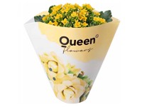 GROW by OBI Kolopejka vděčná (Kalanchoe) jednokvětá žlutá, 20-25 cm, pr. 105 cm