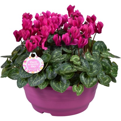 Brambořík perský (Cyclamen persicum) miska pr. 23 cm