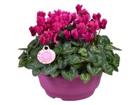 Brambořík perský (Cyclamen persicum) miska pr. 23 cm