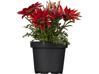 Gazánie průměr květináče cca 11 cm