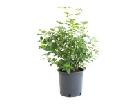 GROW by OBI Kalina modroplodá (Viburnum tinus) GROW by OBI Kalina modroplodá (Viburnum tinus)
