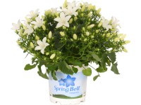 OBI Zvonek karpatský 