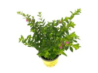 Landgard Japonská myrta (Cuphea hyssopifolia) 