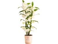 OBI Bambusová orchidej různé druhy, 50 cm, pr. květináče cca 12 cm
