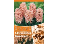 Hyacinty Gipsy Queen