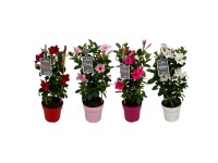Royal Lemkes Mandevila (Mandevilla) různé barvy výška 35-40 cm, pr. cca 17 cm