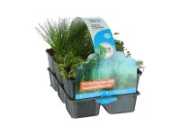 GROW by OBI Balení různých jezírkových rostlin produkujících kyslík 6pack GROW by OBI Balení různých jezírkových rostlin produkujících kyslík 6pack