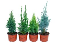 Konifery Mix Konifery Mix