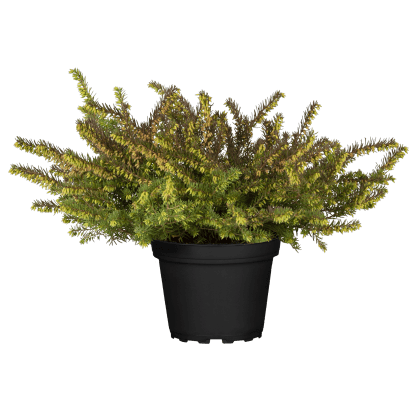 Landgard Vřesovec darlejský (Erica darleyensis) mix pr. cca 12 cm