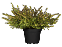 Landgard Vřesovec darlejský (Erica darleyensis) mix pr. cca 12 cm