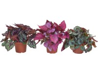 Královská begónie v obalu na květináč