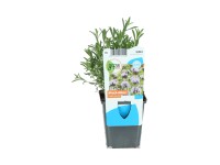 OBI Preslie parožnatá růžová pr. květináče cca 9 cm OBI Preslie parožnatá růžová pr. květináče cca 9 cm