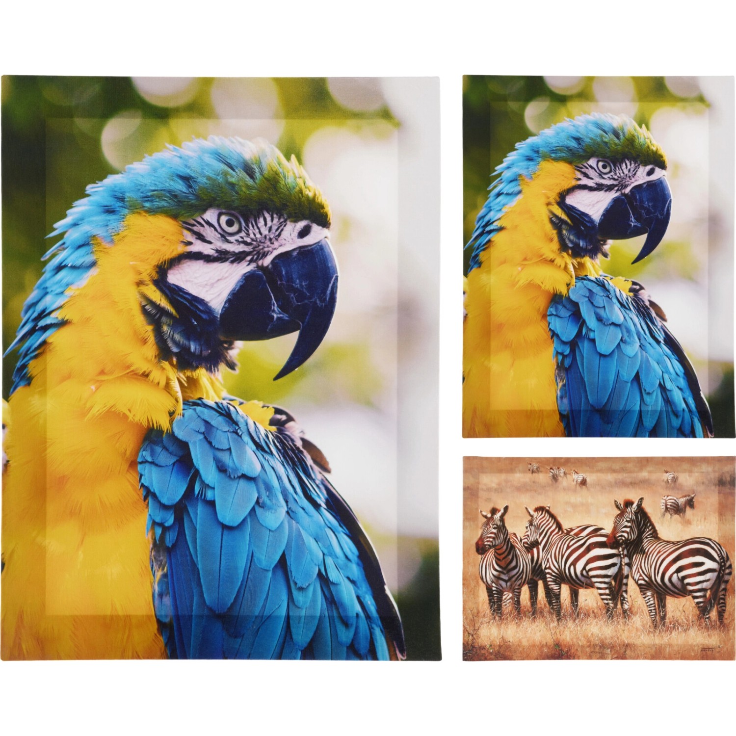 Koopman Nástěnná dekorace, zebra/papoušek, 30 x 40 cm