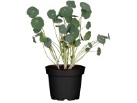 Landgard Lichořeřišnice vysoká kanárská(Tropaeolum peregrinum) 40-60cm pr.13cm