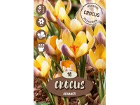 Royal De Ree Holland Květinové cibulky krokus (Crocus) 