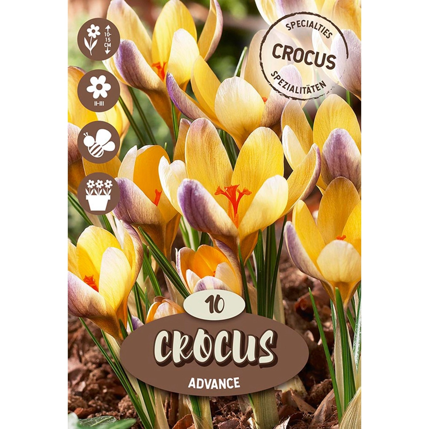 Royal De Ree Holland Květinové cibulky krokus (Crocus) "Advance" 10 ks