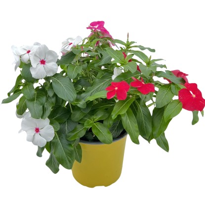 Landgard Barvínkovec růžový (Catharanthus roseus) "Trio" pr. cca 17 cm