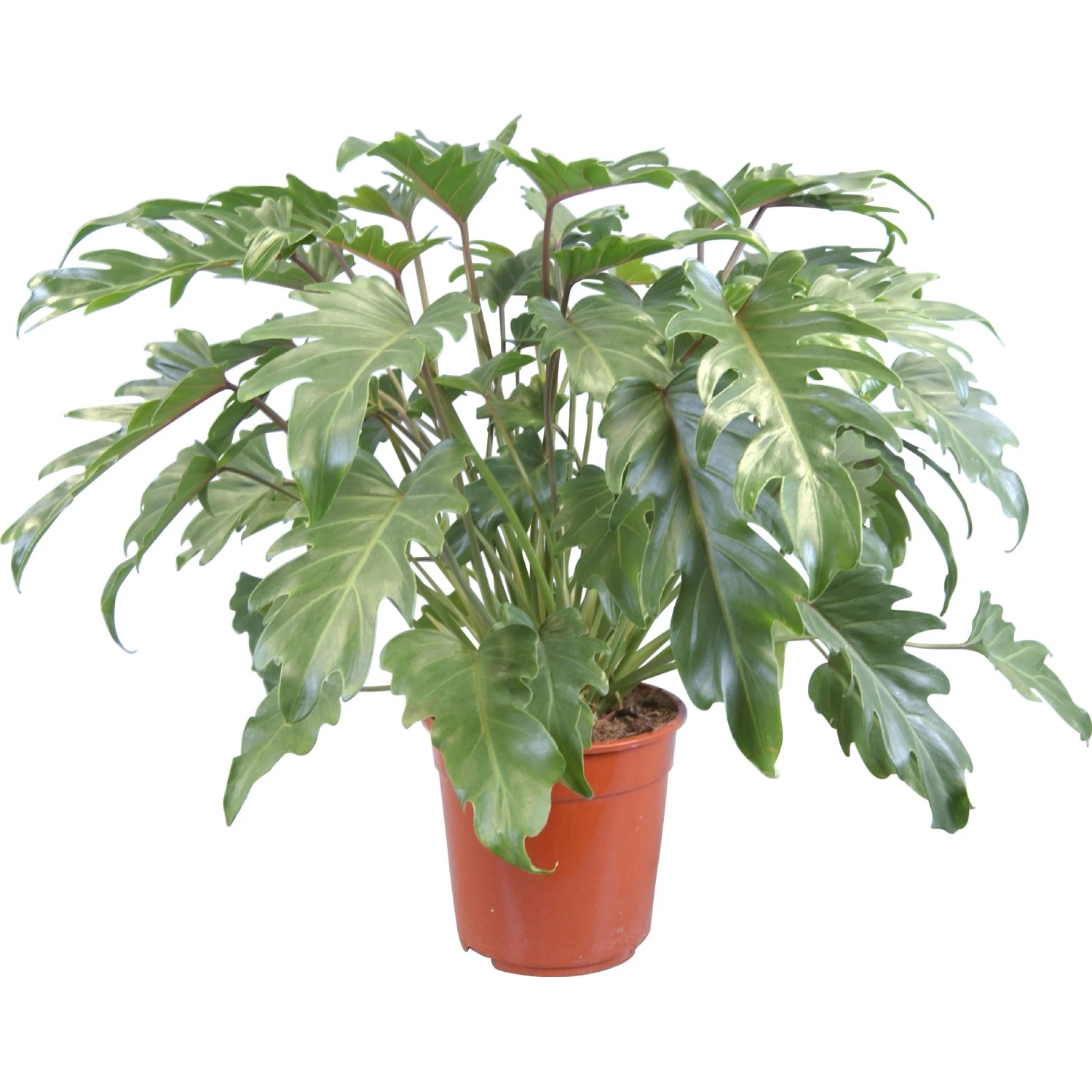 philodendron - 26 vsledky